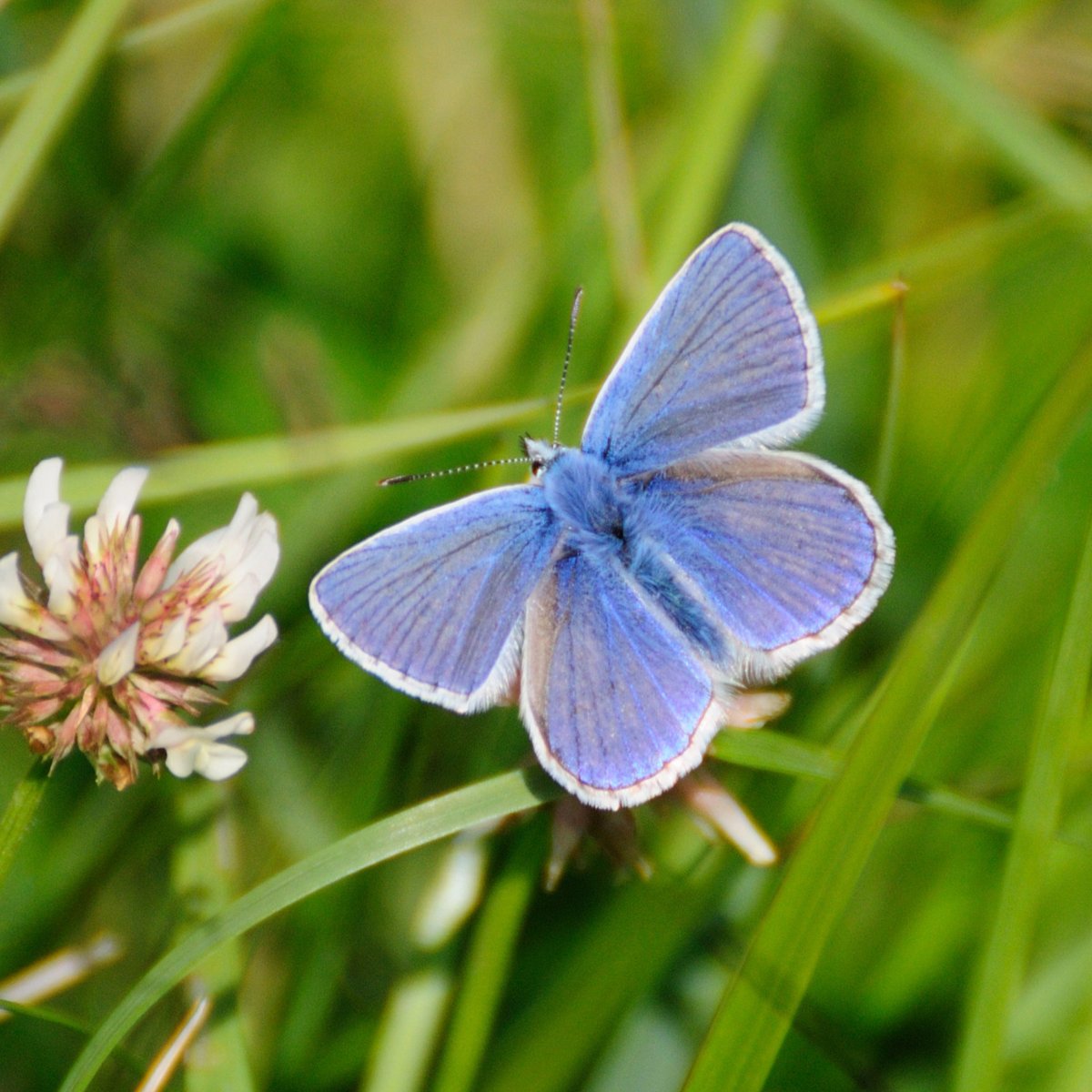 Do you know which beautiful butterflies these are? 🦋 Find out on our Wildlife Watch website using our countryside spotter sheet! ⬇️ wildlifewatch.org.uk/sites/default/… 📷 Andrew Kerr, Margaret Holland, Zsuzsanna Bird