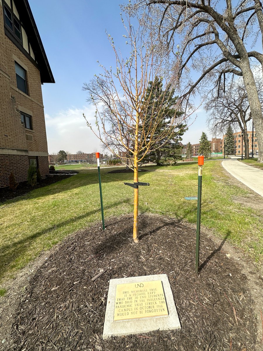 Celebrate Arbor Day 2024 by commemorating a loved one. Visit UNDalumni.org/giving-impact/… to order your memorial tree. #UNDalumni #UNDproud