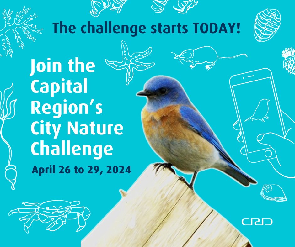 Get ready to share how many wild animals and plants you can spot in the Capital Region with the City Nature Challenge! For more details visit, crd.bc.ca/biodiversity