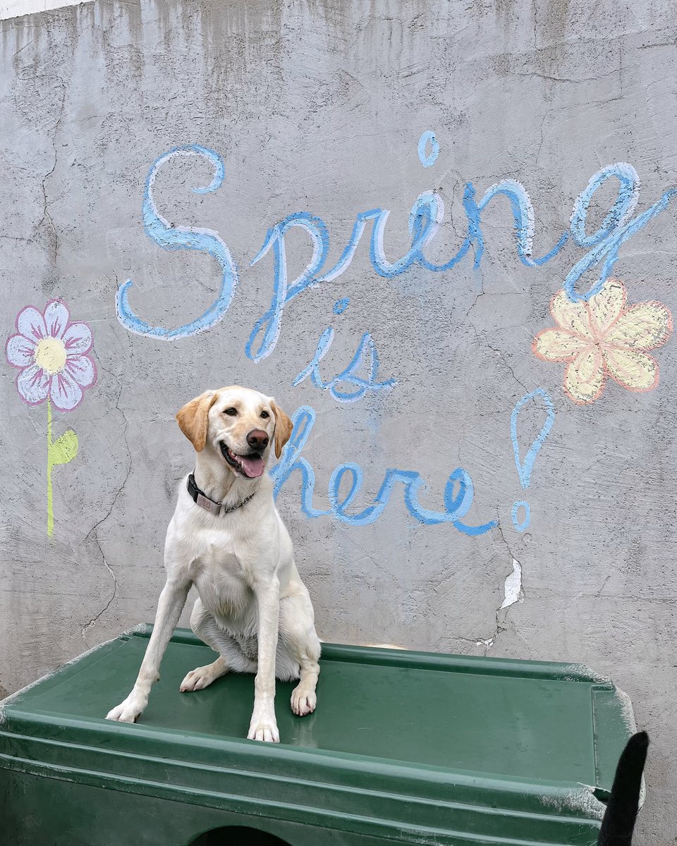 Blessing your feed with the cutest buds 🌼. Spring fever has hit daycare, and the dogs are loving every minute of it!

#springfever #springdog #doggiedaycare #dogdaycarelife #eastsacramento #doggroomer