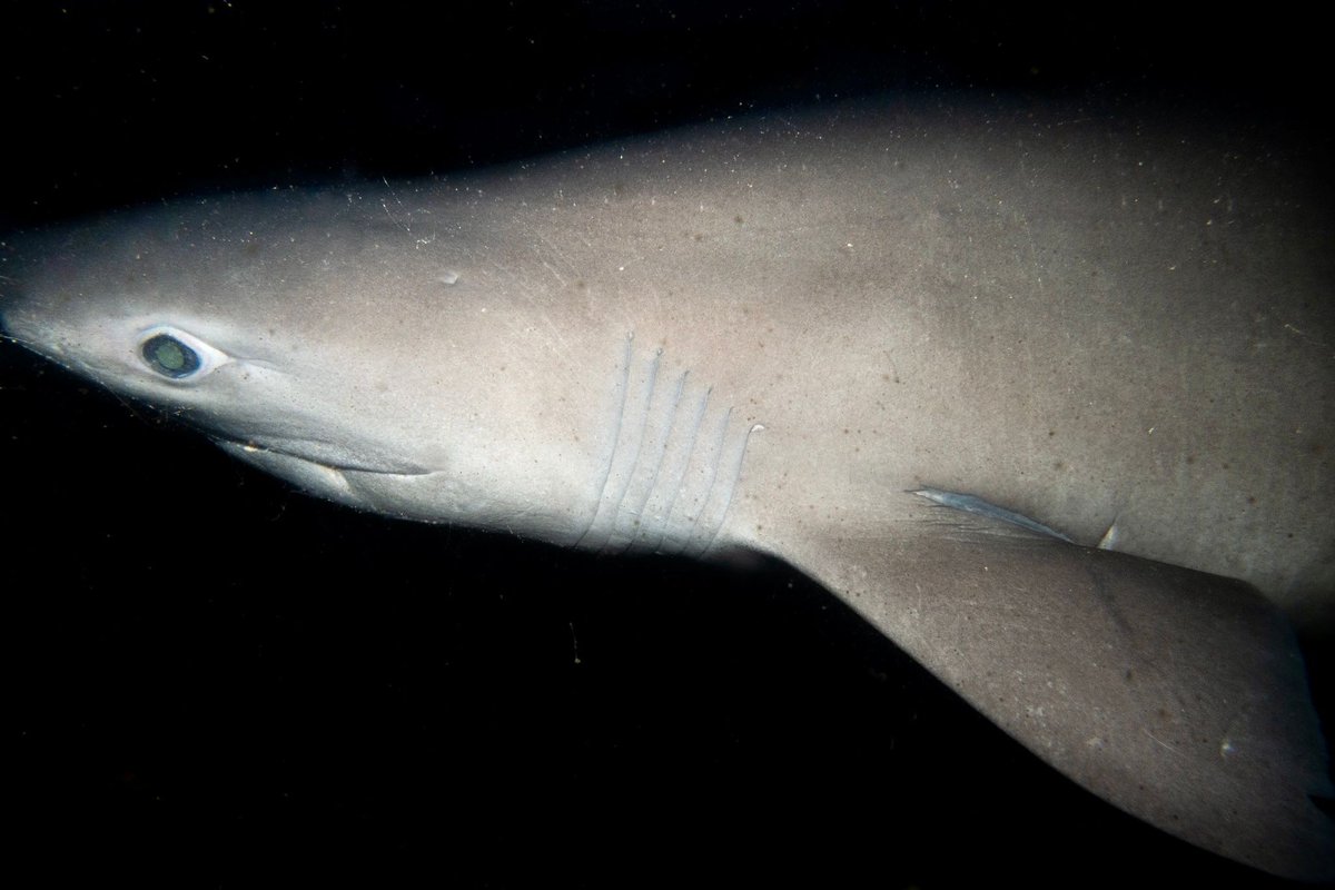 Photo Friday! 
We don't often see these elusive shark friends, but when we do, we celebrate!~
🦈 🤍 

📸 Olivia Carros
 <a href="/olivia/">olivia clare</a>.scubas