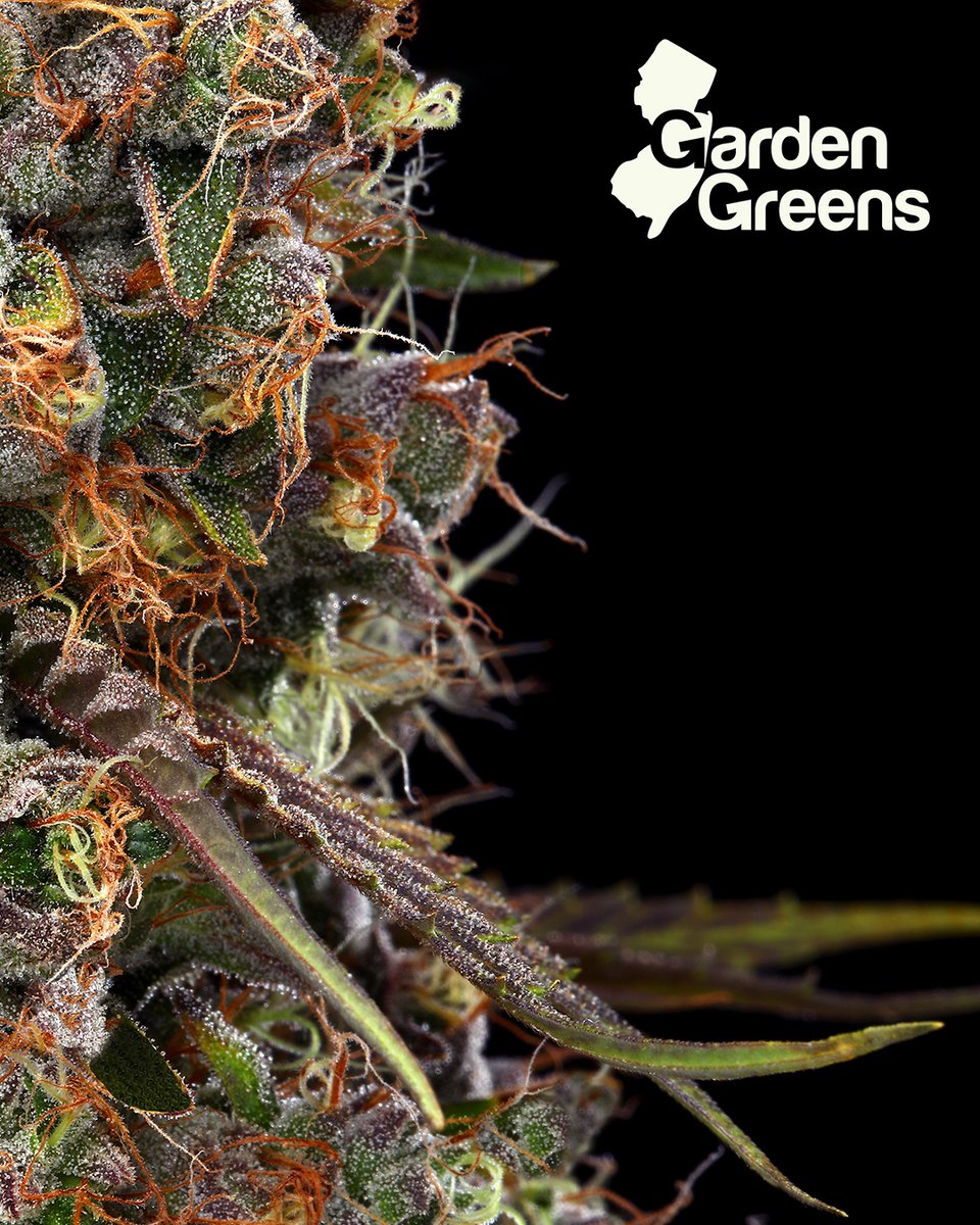 The best greens in the Garden State🤩🍃 Check out @GardenGreensNJ and all the other brands featured on our website: brnw.ch/21wJdQn

#capemay #cannabis #dispensary #njdispensary #njcannabis #shorehousecanna