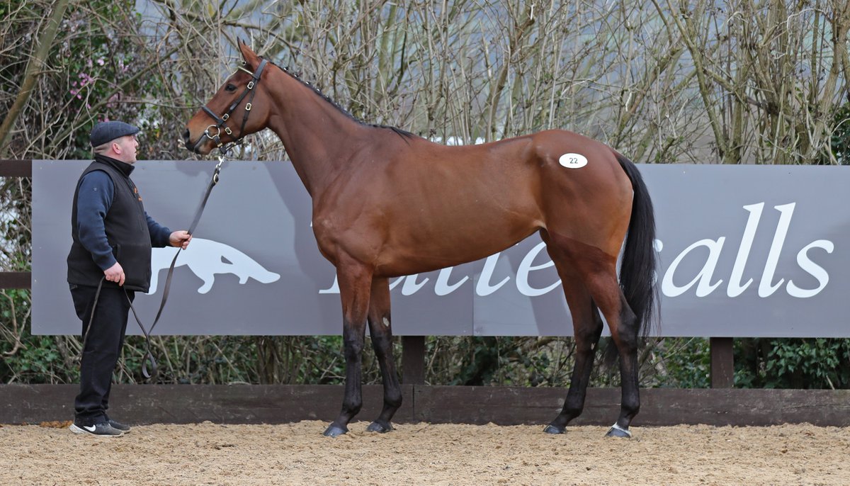 💥 Break My Soul wins the 2m maiden hurdle @Chepstow_Racing by a huge 2️⃣5️⃣ lengths for @sevenbarrows  🔭

@RacingPost: '...shaken up before last, easily.'

#CheltenhamFestival 2023
from @BallyboyStables 

#TattsJCSales | Winners ⭐️ |  Next sale: May 16