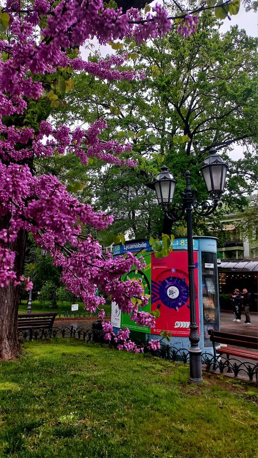 🌳🌺 Amidst the muted colors of the city, bursts of vibrant green emerge, a testament to the resilience of life in the face of adversity. Odesa, Ukraine 🇺🇦 #Odesa #trees #tree #photography #photooftheday #PHOTOS #ThePhotoHour #Ukrainian #Ukraine️