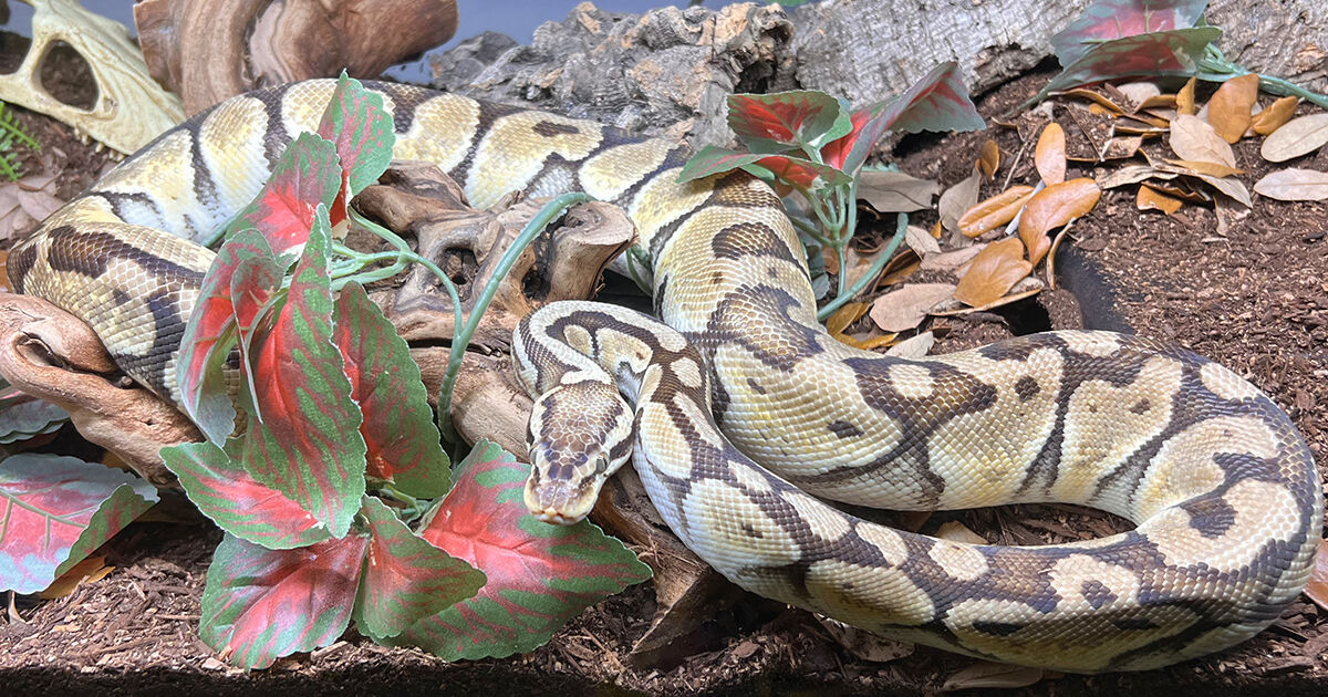 25% Off Code: 25OFFAS on Adult & Sub Adult Ball Python Morphs for a limited time. bit.ly/3BZBUgn #XYZReptiles #BallPython #AdultBallPython #BreederBallPython #BallPythonMorph #PythonRegius #RoyalPython #Snake #SnakeLife #Pets #Reptiles  #ReptileLover