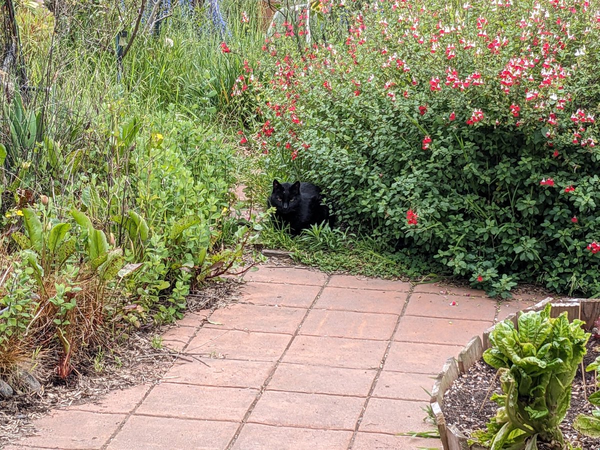 Shortcutting through the upper yard yesterday I happened upon a miniature black panther crouching under a sage bush.
#blackcat #blackpanther #cat #mybackyard #mygarden #sandiegogarden #zone9

sagesacre.com/?p=11163