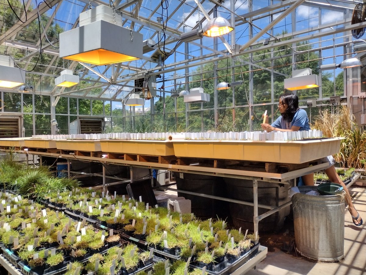 January-April #IPBGG photo contest, From Shreena Pradhan, Dr. Katrien Devos Lab “Phenotyping zoysiagrass f2 population in the greenhouse after genetic mapping”