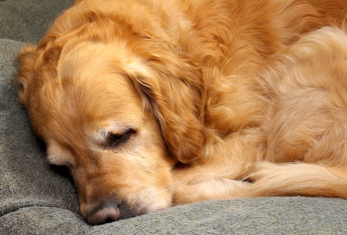 Love the way he snuggles down and enjoys his sleep. #dogs