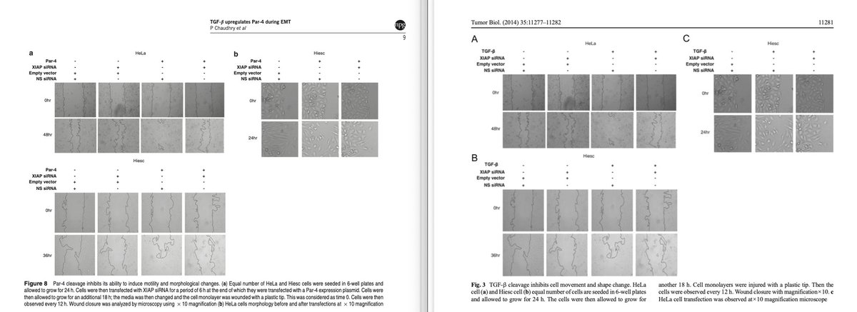 Wow, this is pretty brazen. This article (right) from He'nan University of Science and Technology copied **all data** from an article by Université du Québec authors (left), released 2 months earlier. Found by @ImageTwinAI #ImageForensics pubpeer.com/publications/C…
