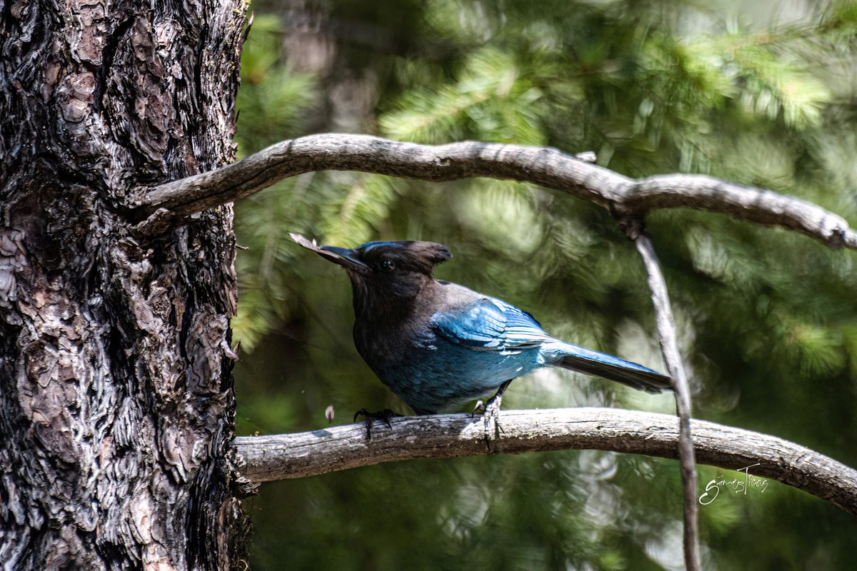 Picture of the day: Blue Jay #Bird #BlueJay #TahoeLake #VisitCalifornia #WildCalifornia #californiaadventure #bayareaphotographerz #naturephotography #canonusa #shotoncanon