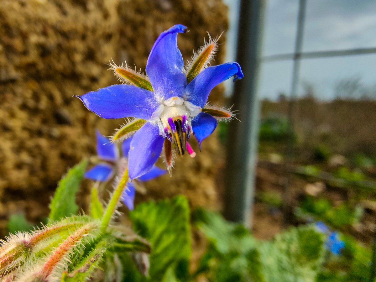 For @snapdragonofficial  #springinbloom  Challenge
Some photographs of flowers from 2023

#snapdragon
#shootonoppo 
#shootonsnapdragon 
#sprinting 
#flowers