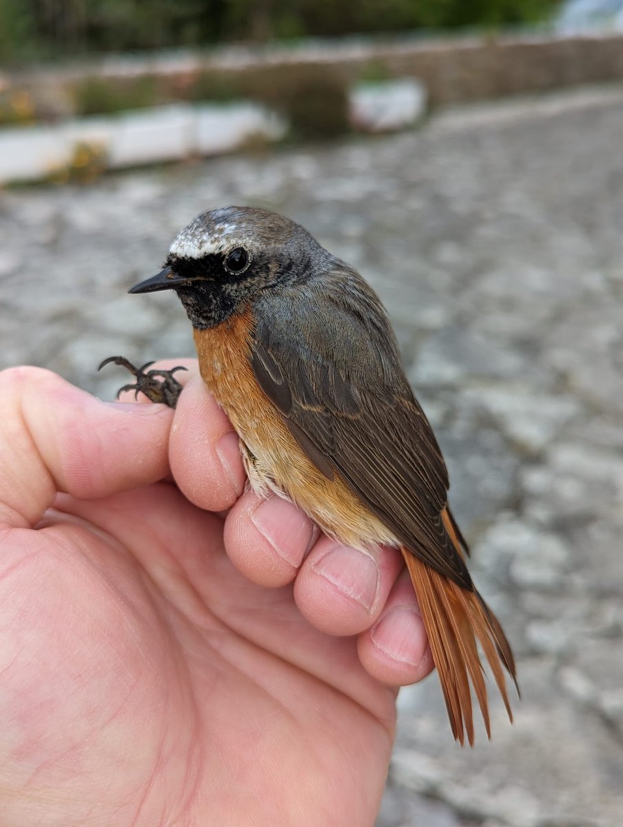 Peter J Morgan tweet media