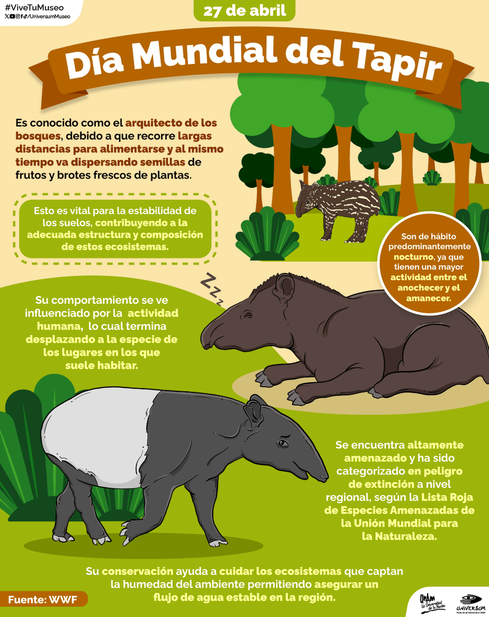 #UnDíaComoHoy es el Día Mundial del Tapir 🥳

¿Sabes por qué le dicen el arquitecto de los bosques? 👷🏽🌳🌳🌳 Conoce la respuesta aquí 🤓👇🏽

#ViveTuMuseo