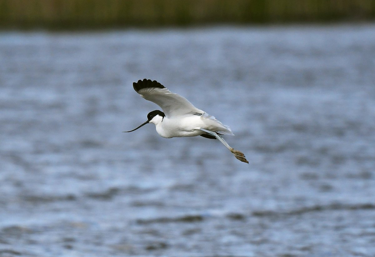 Avocet from @RSPBSaltholme yesterday @teesbirds1 @nybirdnews @teeswildlife