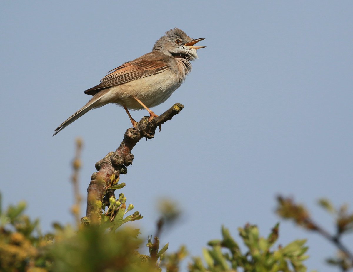 Scratchy bursts from an increasing number of Common Whitethroat have helped to liven up the dunes recently @LWTWildNews