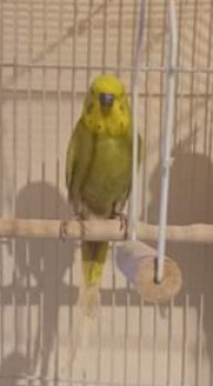 🆘24 APR 2024 #Lost NUGGET #REWARD Bird Male Anfield Road #Cantley #Doncaster #SouthYorkshire #DN4 Only semi tame as we had him given but you can ask him to 'step on' your finger. We have a recording of his companions call if needed (Dolly the cockatiel) doglost.co.uk/dog-blog.php?d…