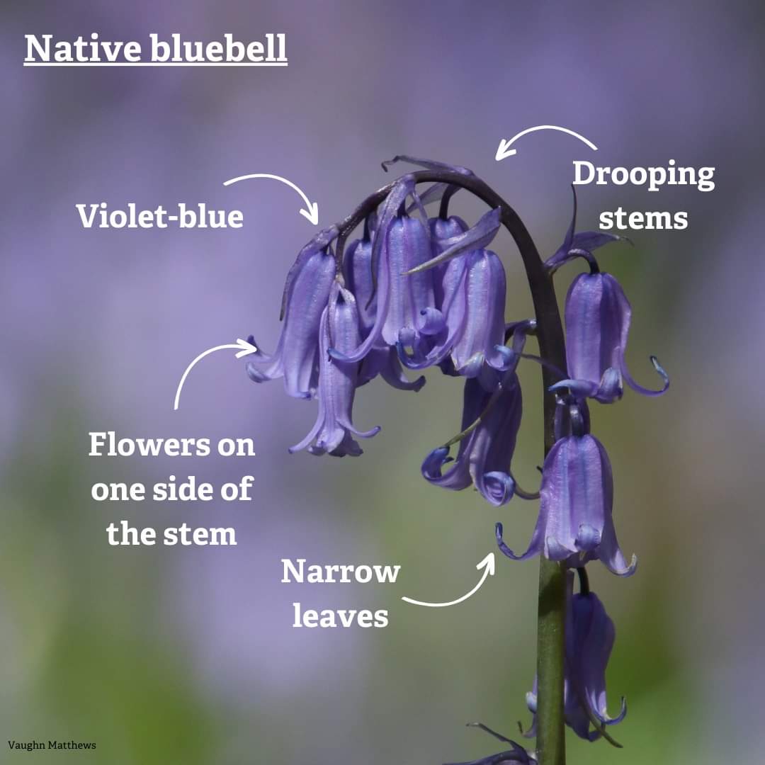 We were talking about this on our recent woodland walk: wildlifetrusts.org/wildlife/how-i… #Spanishbluebell #nativebluebells The bluebells are just so beautiful atm 💙🌿