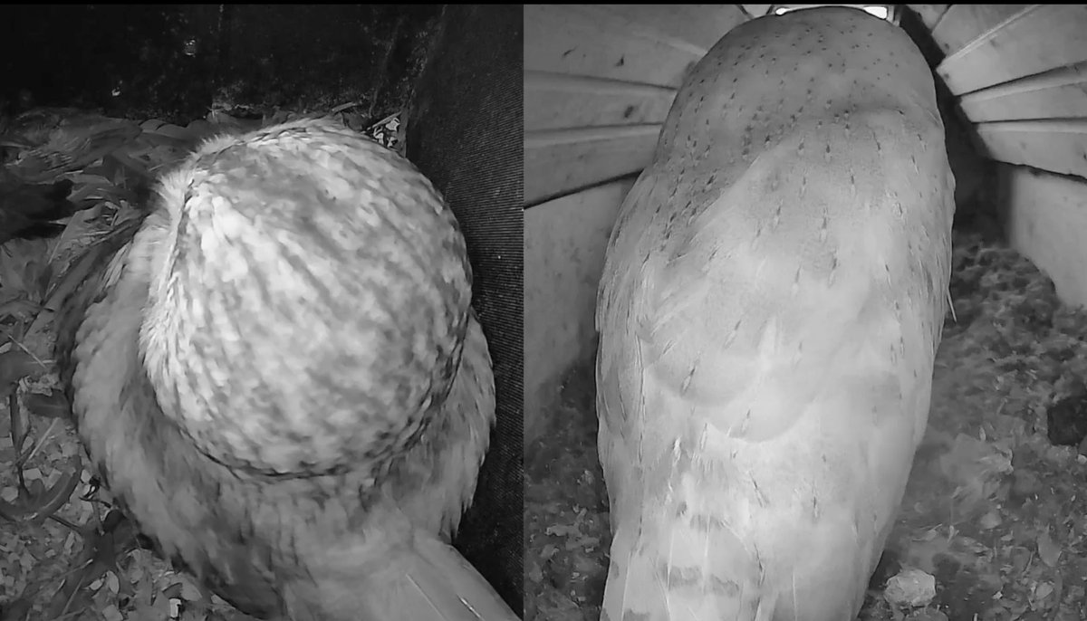 🔴LIVE STREAMING NOW - and for the next 8 hours on my fb page! #tawnyowl and #barnowl 👇🏼 facebook.com/laurelswood1 #nestcam #wildlife #nature