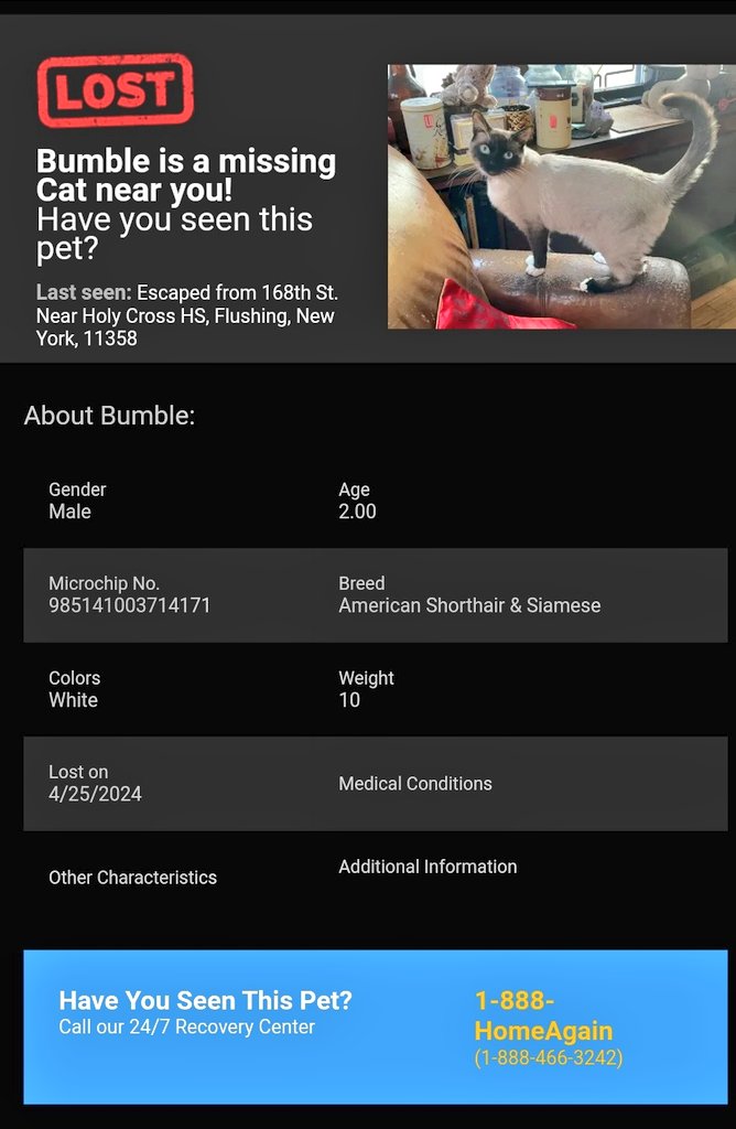 📢🗽🆘️🇺🇸⏳😿Please RT to find Bumble #NYC #missingcat #lostcat #Queens #CatsOfTwitter #CatsOfX @HAPetRescuer