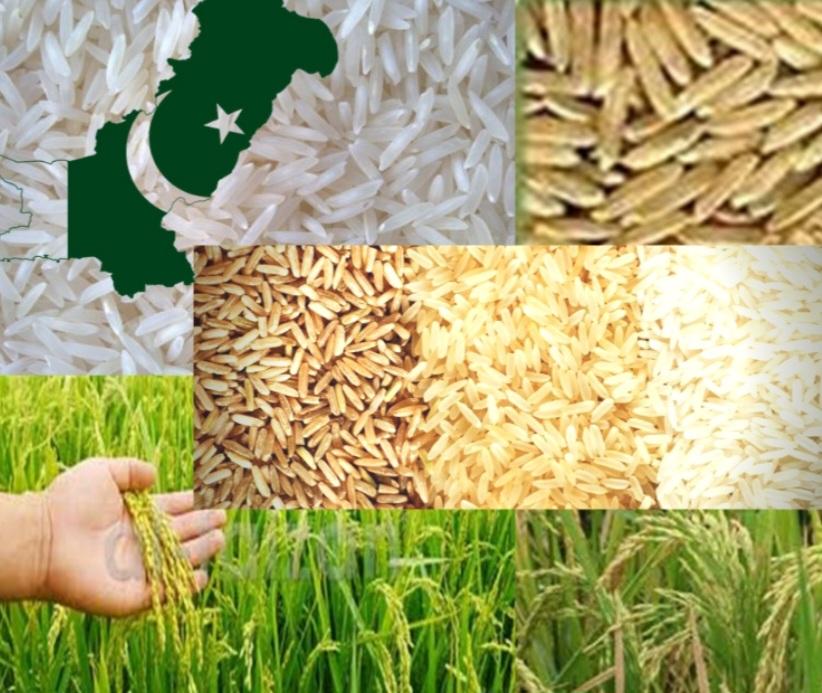 Pakistan #RiceExports hit a record high in March, surging 89.7% to 545,000 tons worth $330 million. Africa & Asia drove demand. Basmati rice exports rose. Despite declines in UAE & China.
 
#TradeTrends #EconomicGrowth #BasmatiRice #GlobalTrade #PakistanEconomy #RiceIndustry