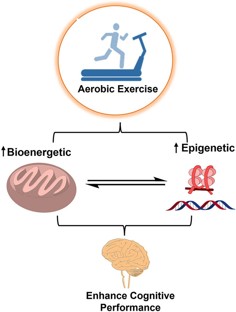 •Action of #exercise on #cognitive function.
•Exercise-induced epigenetic modifications effects on #brain plasticity.
•Exercise reduces aging cognitive decline by acting on #mitochondria bioenergetics.
sciencedirect.com/science/articl…