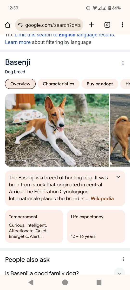 @z3nathan @base agreed...marketing dip right now but $benji is the dOG of $base.

the dogbreed Basenji litteraly has the word $base in the name!