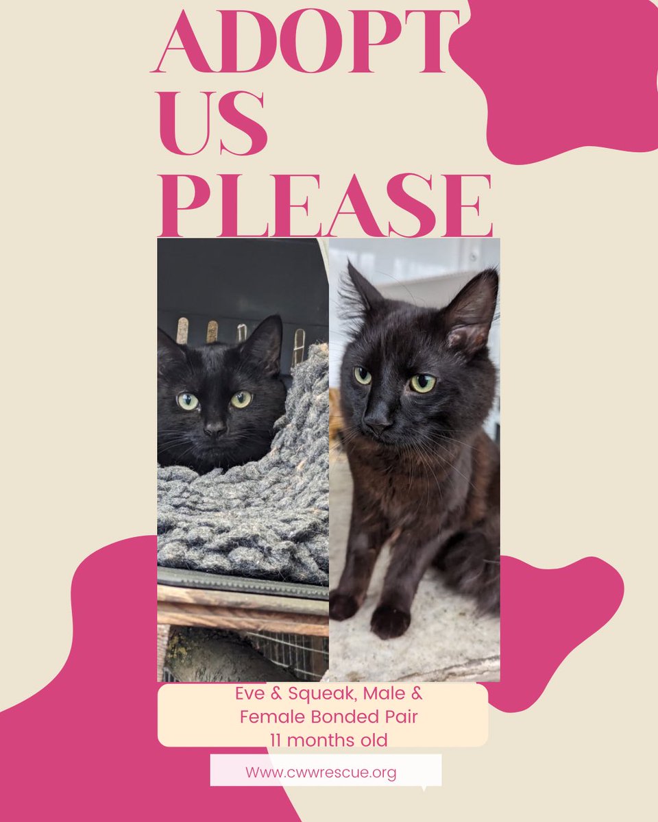 ‼️‼️ LONG STAYERS NEED YOU ‼️‼️ Eve and Squeak are also our longest residents as well as Marty & Princess. This sweet sweet pair are bonded male & female - 11 months old Victims of the black cat curse? We really hope not cwwrescue.org/adoption-proce…