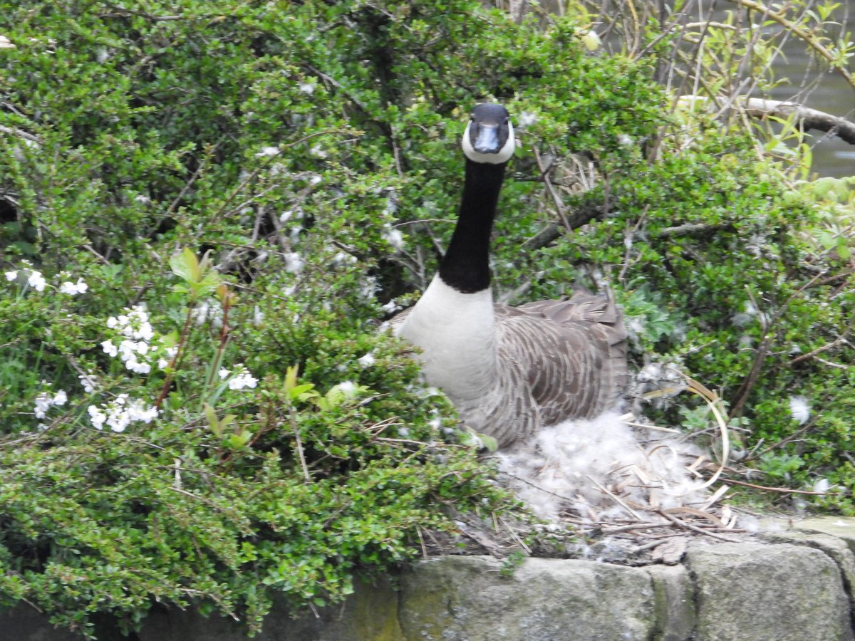 Feathering its nest! @waddells74 @MyGarden_Uk @Natures_Voice