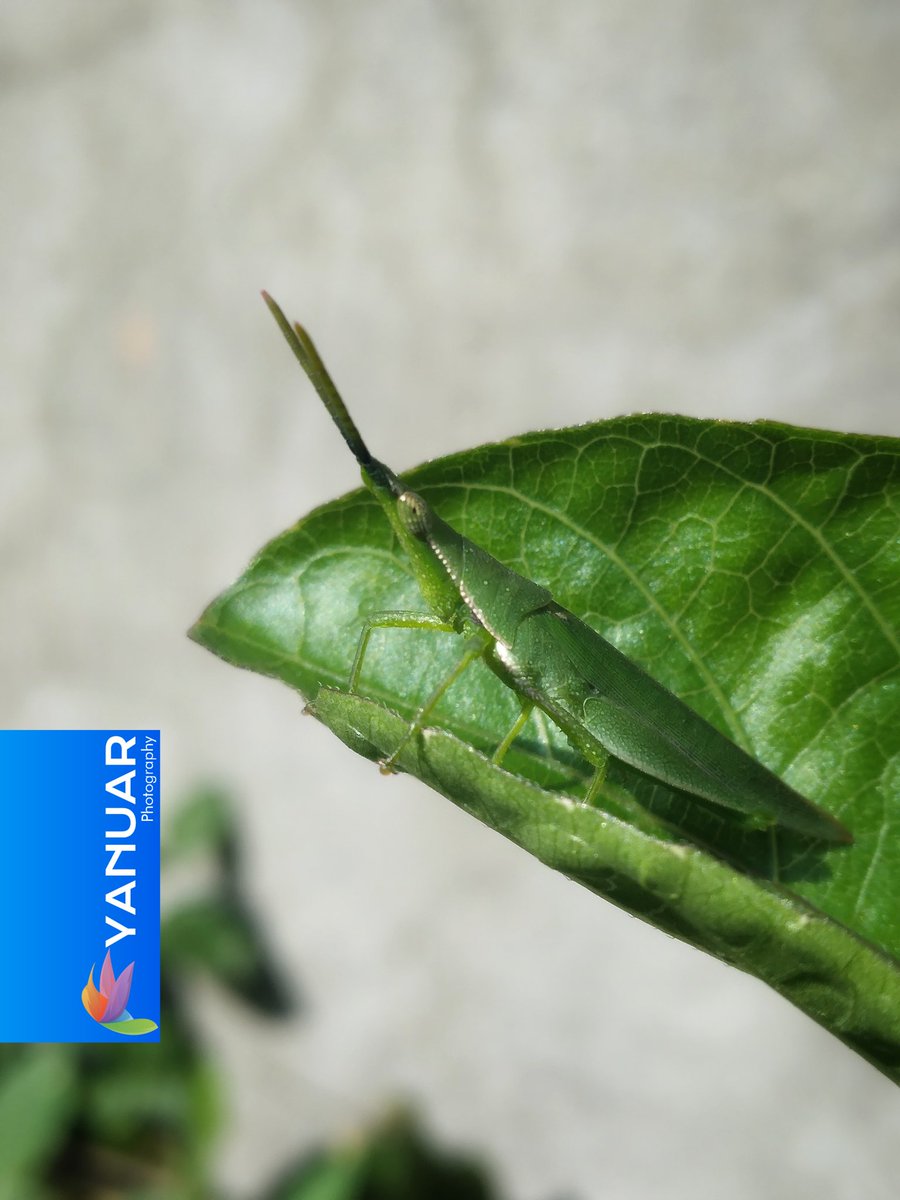 Grasshopper Acrida Cinaera fused on a leaf.

#photography #photo  #photograph #photooftheday #photographylovers #nature  #natural #naturelover #NaturePhotography #macro #macrophotography #photographyart #NaturePhotograhpy