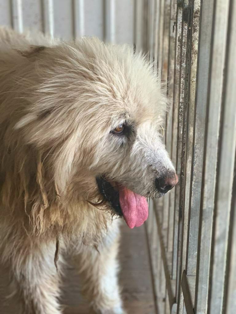 FROM FINAL STOP RESCUE Meet LEO The old boy is out of Lancrăm and safe at the Gandalf shelter. Rodica collected him today and she says he's absolutely adorable. He is gentle, really calm and sweet. He is super friendly and walks perfectly on a lead.