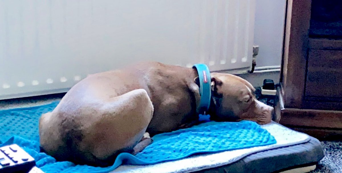 Can’t decide…. Do I hog the fire…… or the radiator?? Decisions decisions 🤣 #staffy #staffie #dog #dogslife