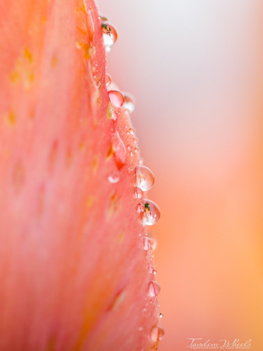Droplets reflect spring's blessing, an inverted image of tulips in raindrops🙃🌷

#pnw #sonorthwest #wawx #Tulips #SkagitValley #SkagitTulips #Spring2024