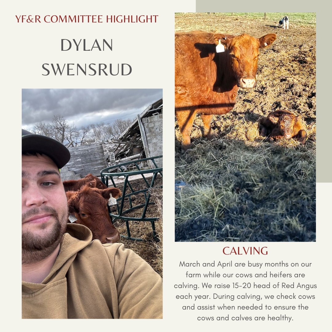 This month's YF&R Committee highlight is Dylan Swensrud, who shared that March and April are busy months for Calving! He and his family work diligently to ensure all Cows and Calves are safe and healthy.