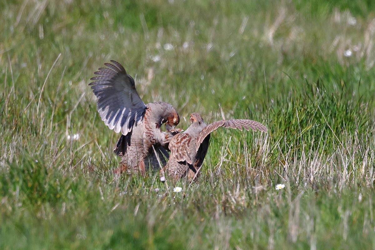 Male Grey Partridges fight as female looks on, as feathers fly. St.Mary's Island.