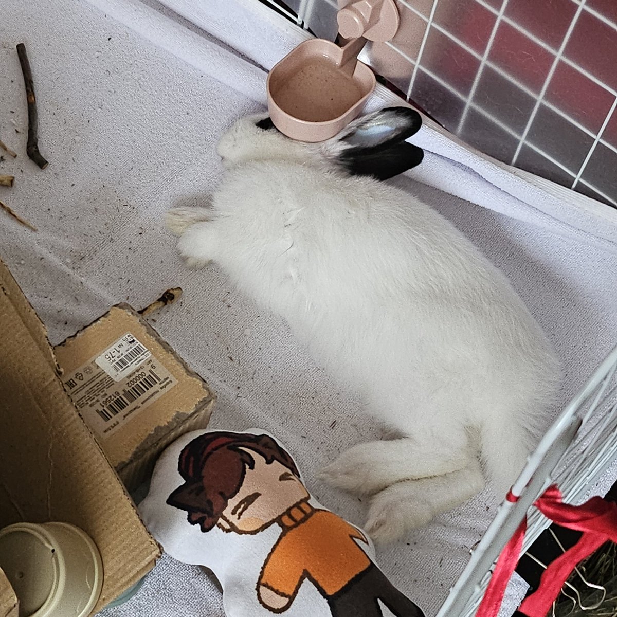 crph_beloved's tweet photo. btw i got a bunny!! he is very silly https://t.co/9iloIIyWba