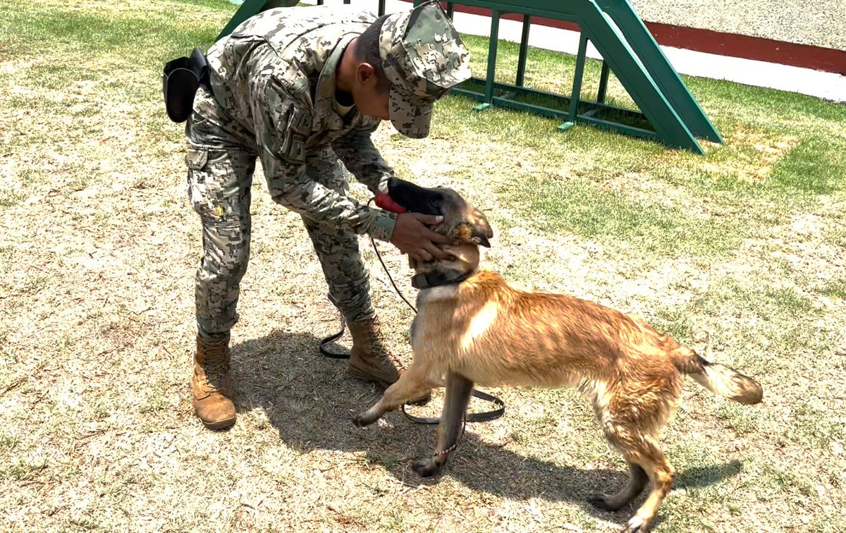 #CaninosNavales; uno de los mejores ejemplos de lealtad #ParaServirAMéxico.

#BinomiosCaninos