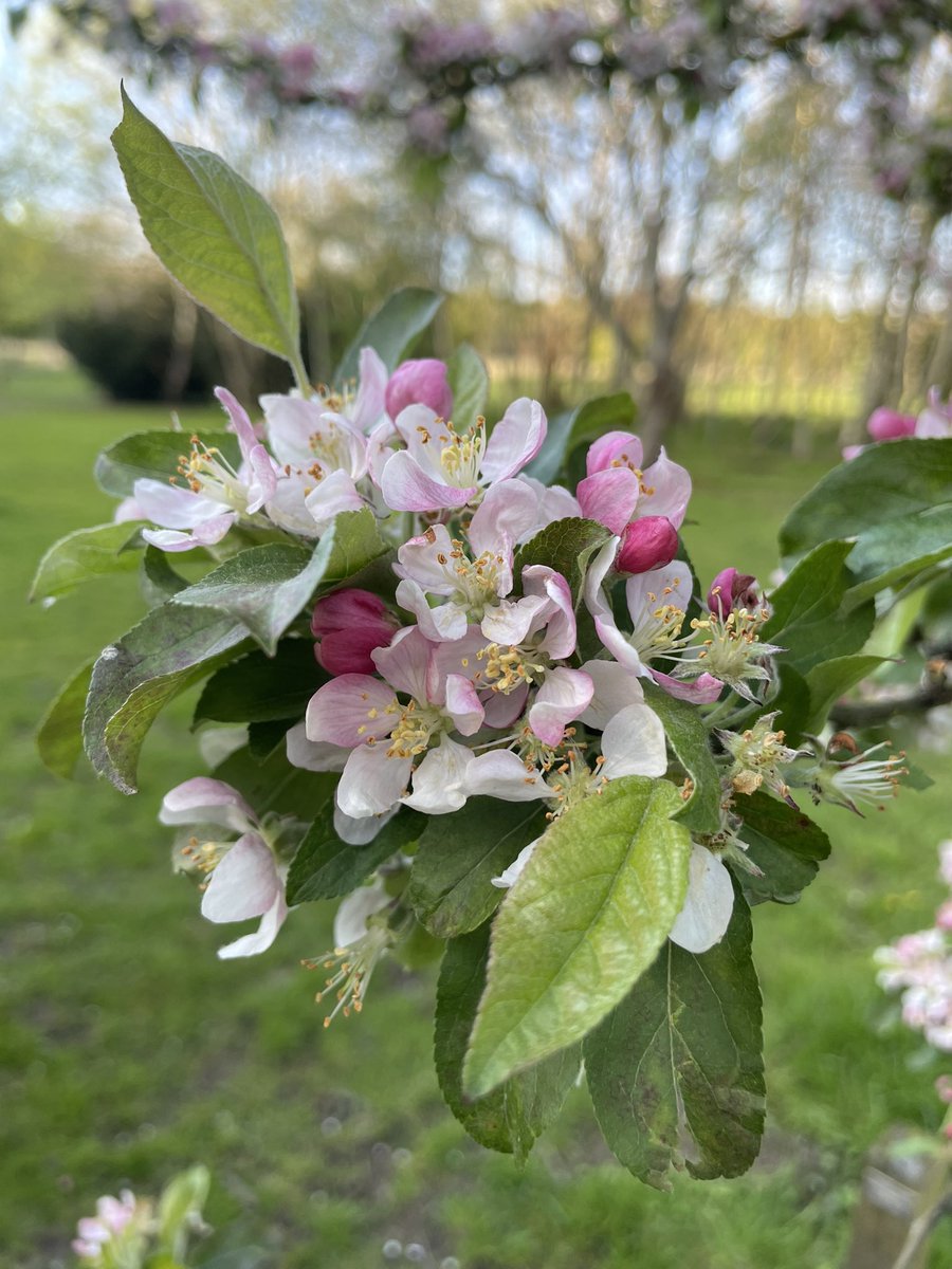 Stunning Crab Apple Blossom #Spring2024 #eveningwalk