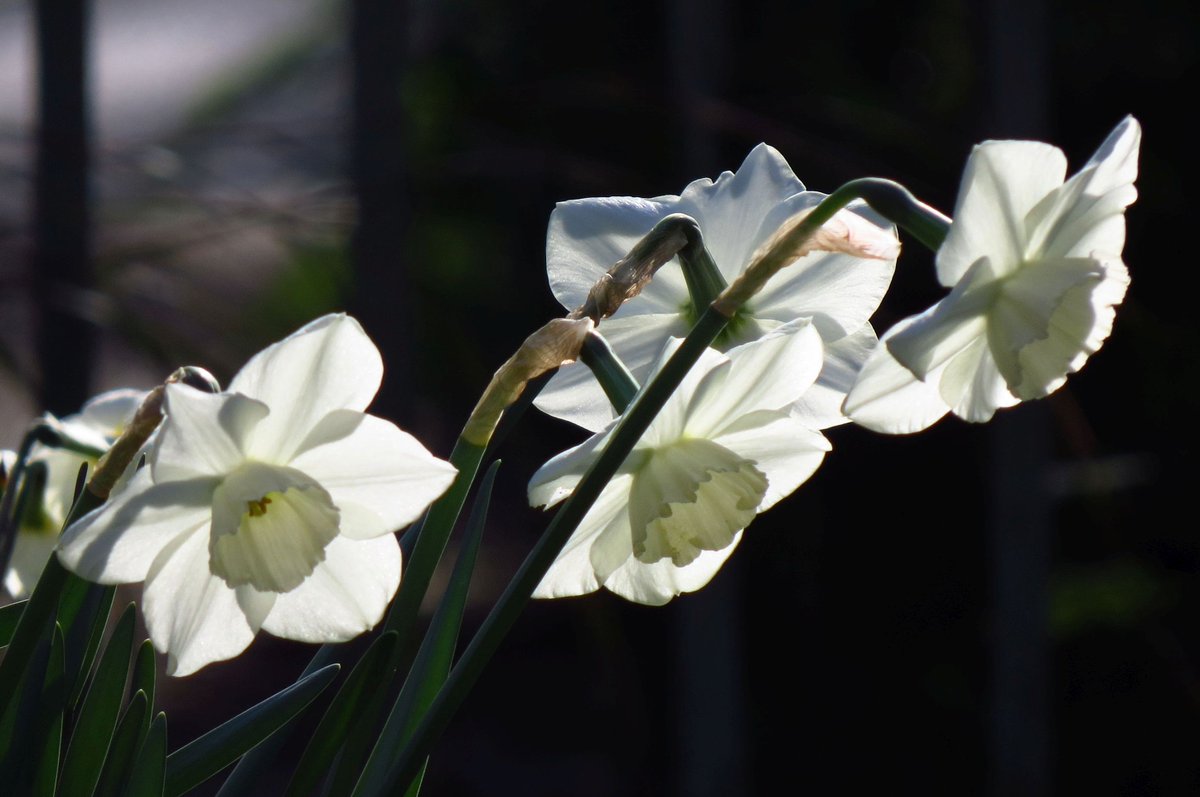 #gardenersworld New narcissus variety this year, Stainless and what a beauty it is. #flowers