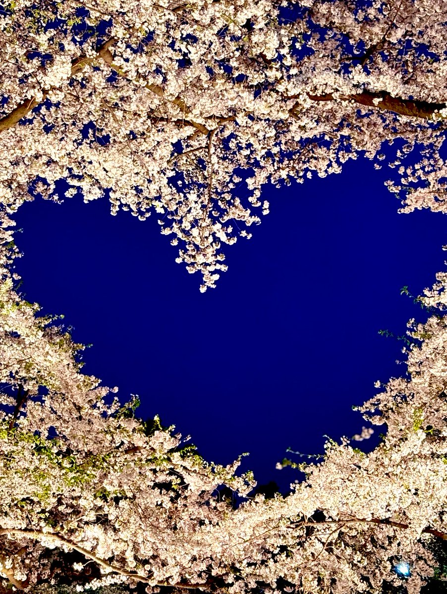 🎏おはようございます🎏
4月27日土曜日☀️
今日からGWですね🇯🇵
ぽこちゃん遠足の為
朝から🍱作り❣️美味しそう💞
皆様、良い休日を
お過ごしください‼️
#イマソラ　#花　#おうちごはん
#桜　#飯テロ　#お弁当
#いいねした人全員フォローする
#TLを花でいっぱいにしよう
#拡散希望