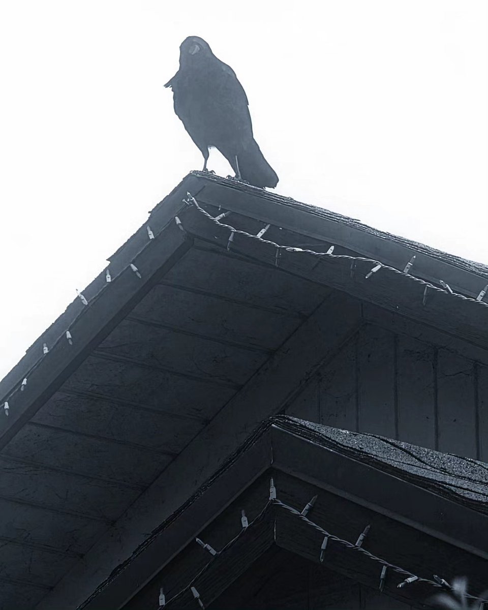#sandiegophotos #crow #cuervos #naturephotography #birdsofinstagram #photo_collective #photosingram #goodvibes  #instagood #goodday #photographyart #zenfolio #500px #canonphotography #ThePhotoHour