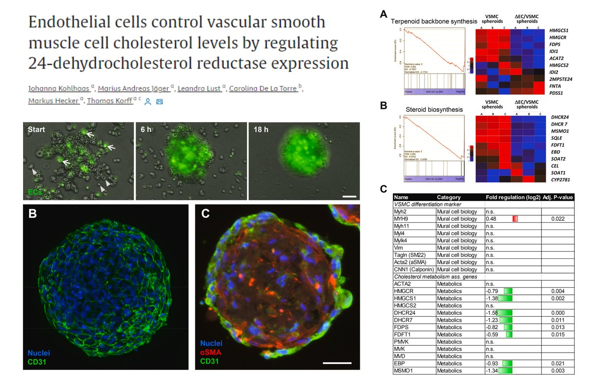 A spheroidal #EndothelialCell-#SmoothMuscleCell co-culture model

EC co-culture⏬transcript profile of cholesterol metabolism in SMCs

PBS+EGTA to denude endothelial coat from spheroids🙂

Dr. Thomas Korff lab Exp Cell Res 2021
sciencedirect.com/science/articl…