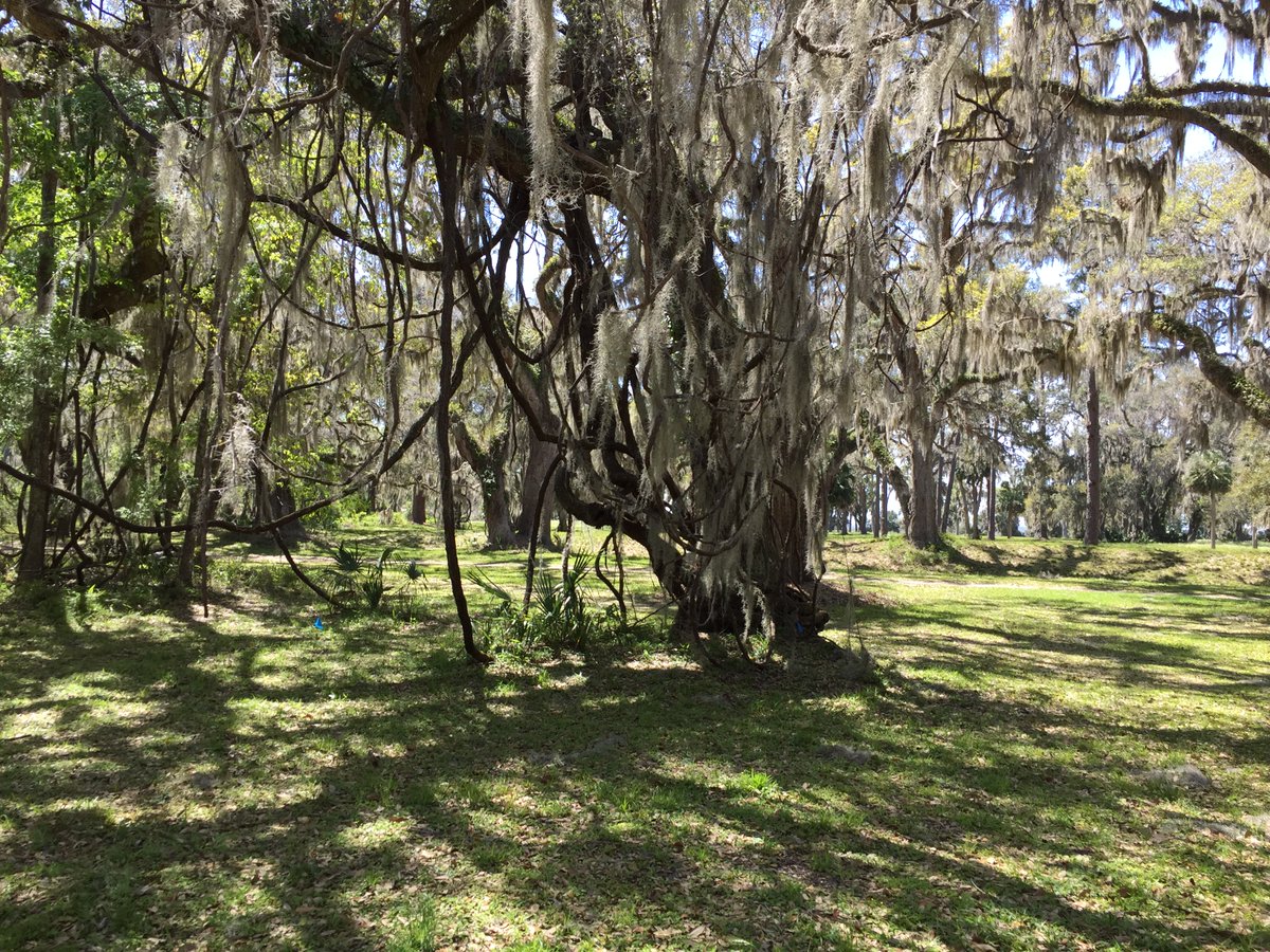 Today is Arbor Day.  This is Spanish moss at Fort Frederica National Monument.  St. Simons Island, Georgia.  #ArborDay #NationalParkWeek