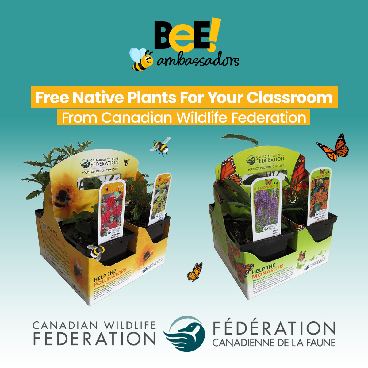 Bee Ambassadors Canada (@bee_ambassadors) on Twitter photo Bee Ambassadors Canada has partnered with <a href="/CWF_FCF/">Canadian Wildlife Federation</a> to provide free resources for your classroom, such as posters, and native plants for pollinators.
Deadline to Request Free Native Plants is May 5, 2024
beeambassadors.org/our-sponsors/c… Bee Ambassadors Canada has partnered with <a href="/CWF_FCF/">Canadian Wildlife Federation</a> to provide free resources for your classroom, such as posters, and native plants for pollinators.
Deadline to Request Free Native Plants is May 5, 2024
beeambassadors.org/our-sponsors/c…