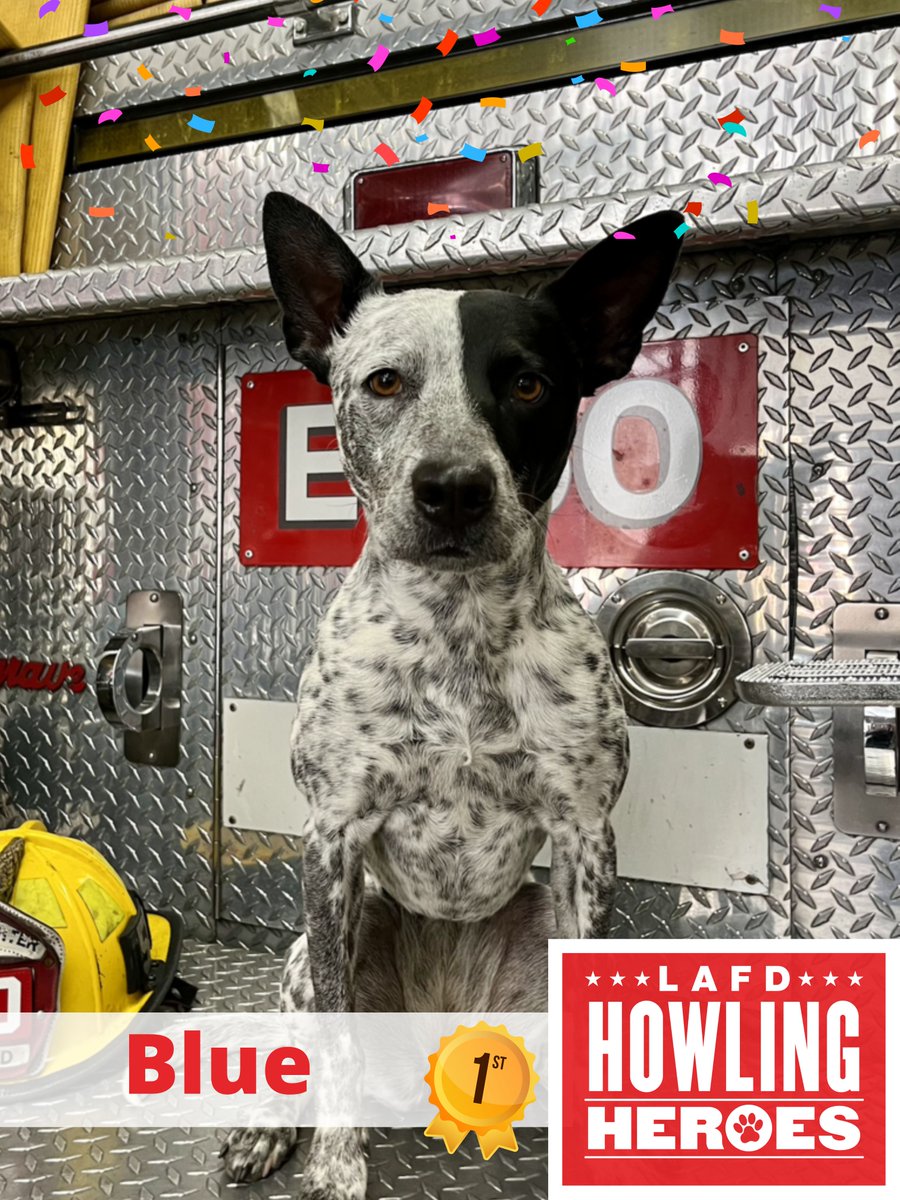 The 2024 Howling Heroes contest winner is Blue! Blue will serve as the official canine mascot of the @LAFD this year. THANK YOU to all our contestants and everyone who voted! Your support helped the LAFD Foundation raise more than $28,000 to fulfill LAFD canine program needs.