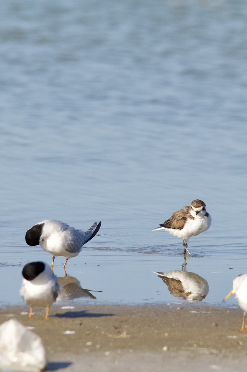 Kentish plover - Charadrius alexandrinus - Akça cılıbıt (+1)

#birdphotography #birdwatching #BirdsSeenIn2024 #BirdsOfX #nature撮影会 #naturelovers #NaturePhotography #naturetherapy #Sigmaライバー #wildlifephotography #GardeningX #nikonphotography #nikonz6ii #hangitür