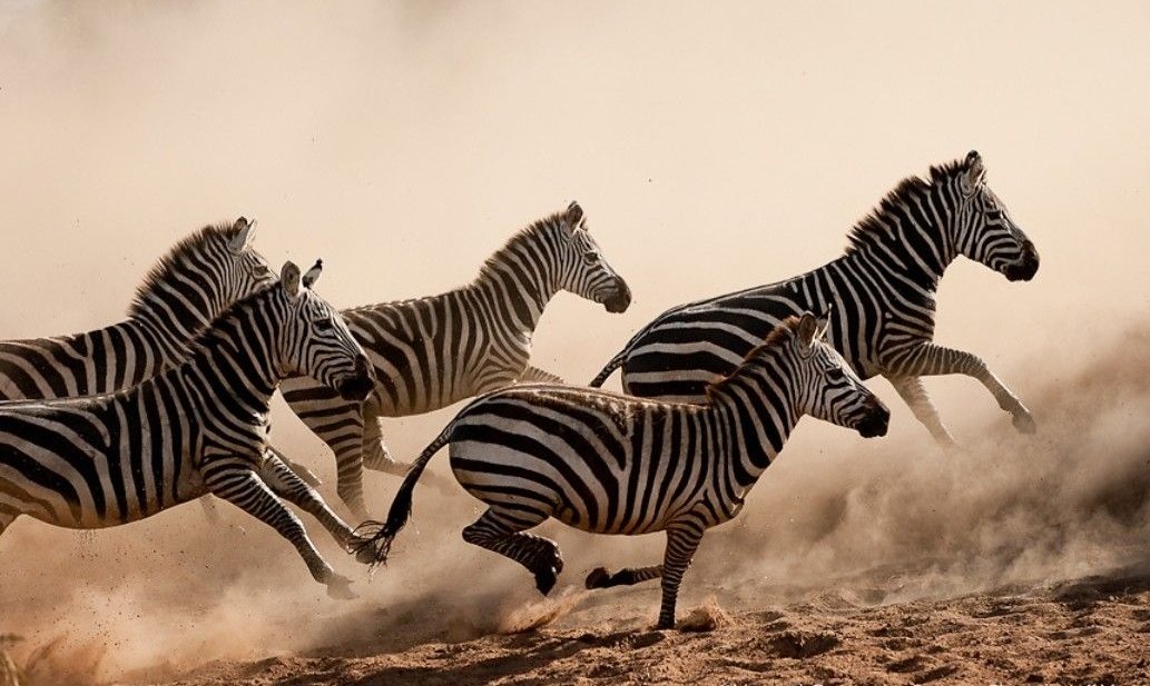 'When you hear hoofbeats, think horses, not zebras.' -- Theodore Woodward #quotes #quotesoftheday #quoteoftheday #quote #LiteraturePosts #book #books #literary #art #poem #poetrylovers #poet #TheodoreWoodward #zebras #horses #America #medical #stampede #horses #zebra