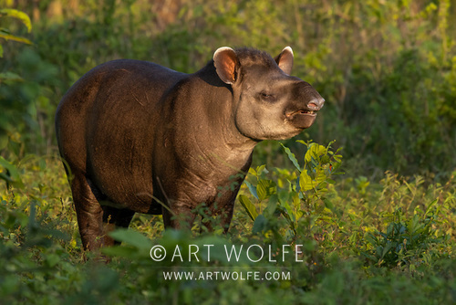 #WorldTapirDay Brazilian or South American tapir (Tapirus terrestris), Pantanal, Brazil

I am leading a photo journey to the Pantanal in November. Join me! events.artwolfe.com/event/wild-liv…

#ExploreCreateInspire #SaturdaySpotlight #CanonLegend #potd #wildlifephotography #photoworkshop