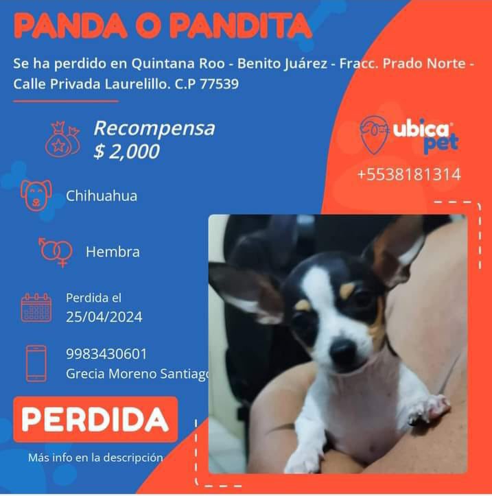 🟠 PERDIDA 🟠 👉 Más info: ubicapet.com.mx/perdidos/panda… P5431 ▪️Panda o Pandita ▪️Hembra ▪️Chihuahua ▪️Tricolor, (blanca con manchas negras, con las cejas y los laterales de la cara, color miel). ▪️Quintana Roo ▪️Benito Juárez ▪️Colonia Fracc. Prado Norte