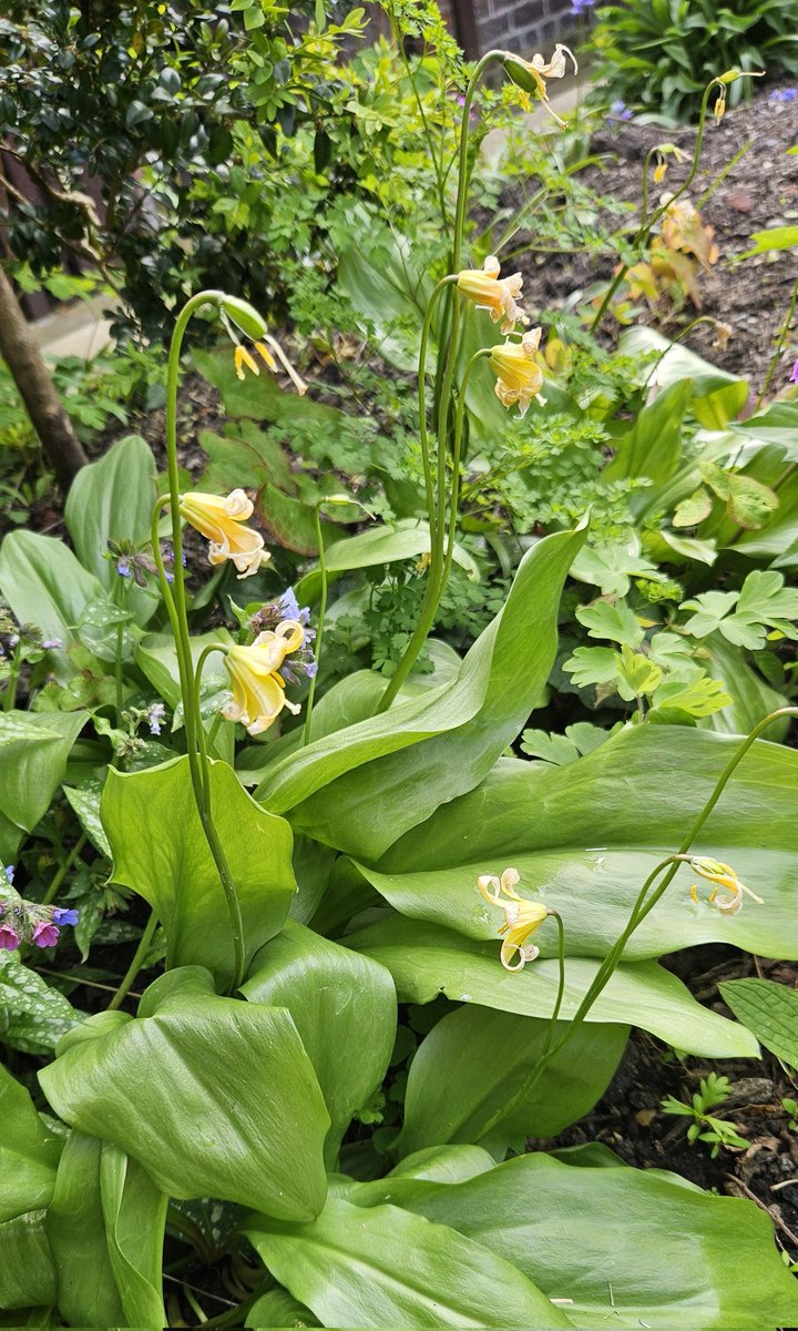 #FlowersOnFriday Three from @theBluecoat #Liverpool city garden.