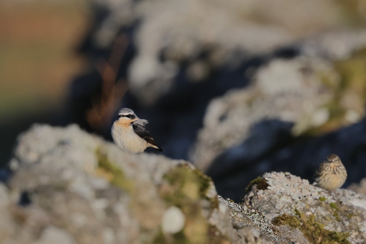 Wheatear and Pipit seen recently on a Dartmoor granite stone wall.